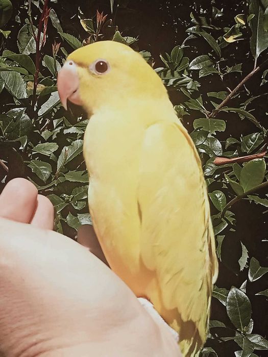 Ring neck domesticados