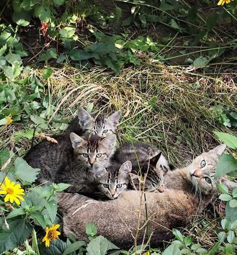 котята полосатые ищут дом