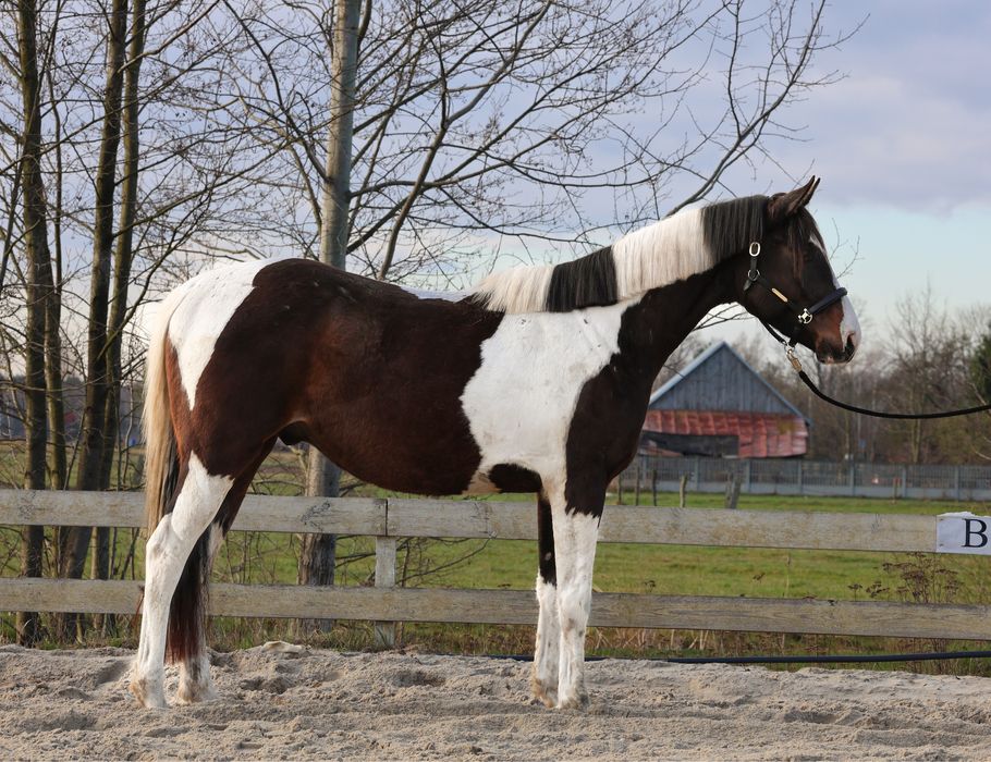 Srokaty wałach małopolski