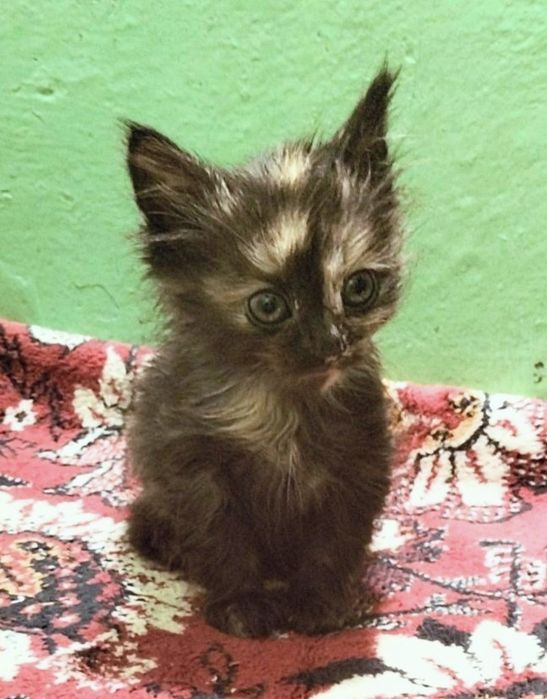 Кошения дівчинка. Пухнаста. Звати Нора. 1,5 місяці.
