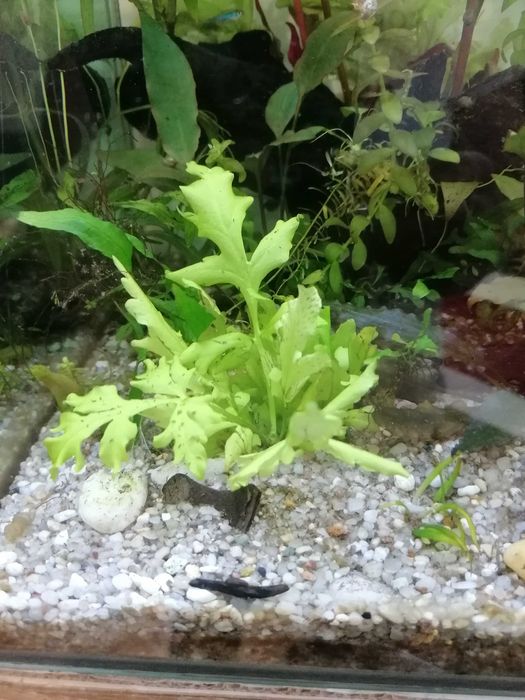 Paproć wodna (in. Ceratopteris cornuta, paprotnica) + GRATIS, Białystok, Centrum/Bojary