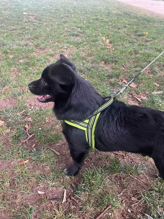 Pet-Sitting -  Vai-se ausentar podemos ficar com o seu patudo