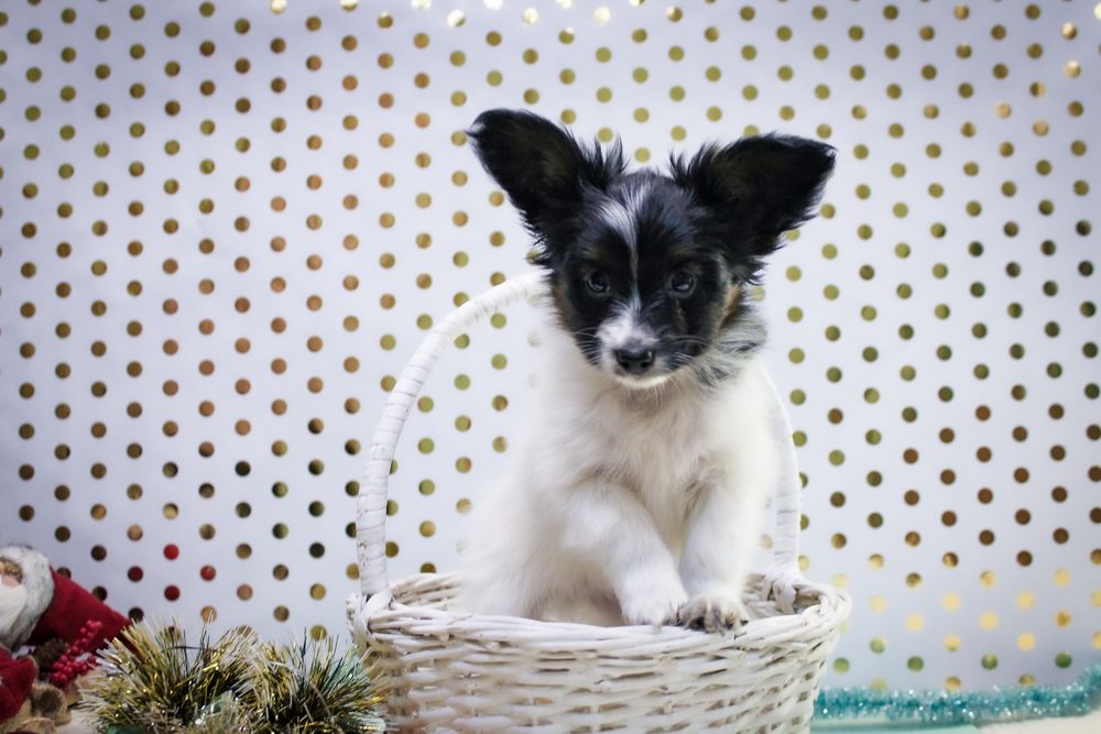 Неймовірний малюк триколор