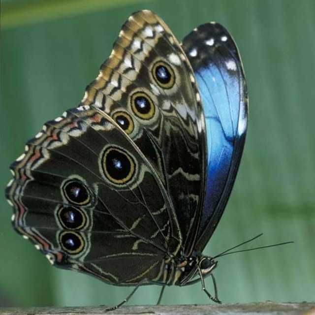 Живий метелик Блакитна Морфо