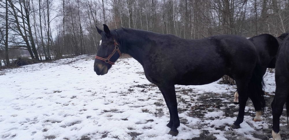 Sprzedam klacz śląską