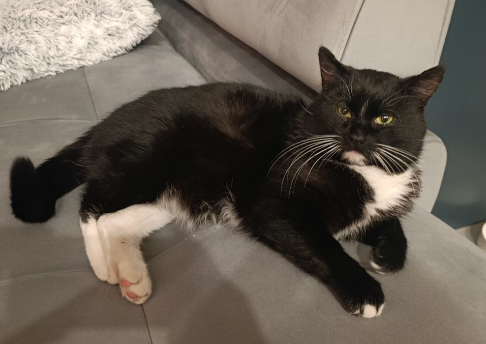 DEMONEK szuka pilnie domu