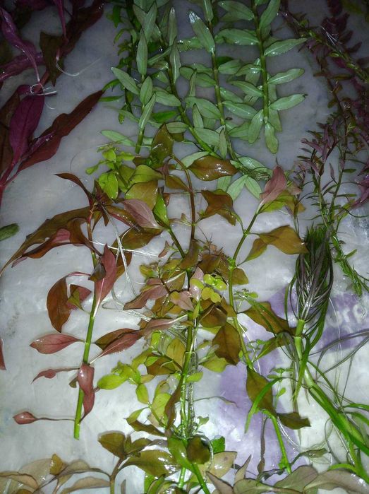 Акваріумні  рослини (ціна за набір)
