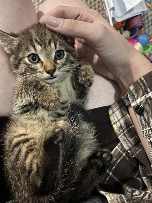 Кошеня/кіт/котик