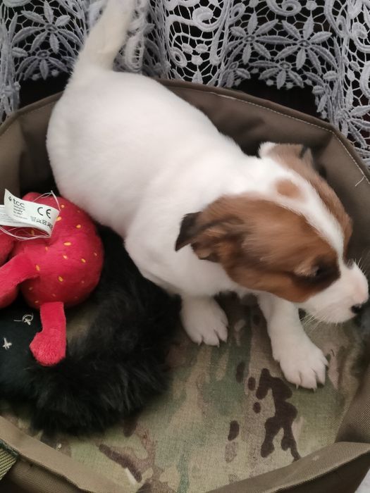 Jack Russell Terrier