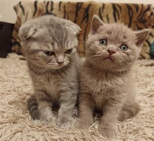 шотландские котята