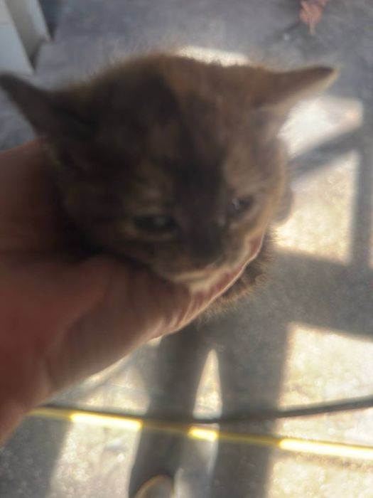 Віддаю котеня в добрі руки