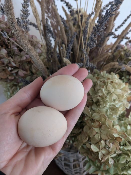 півень молодий півник