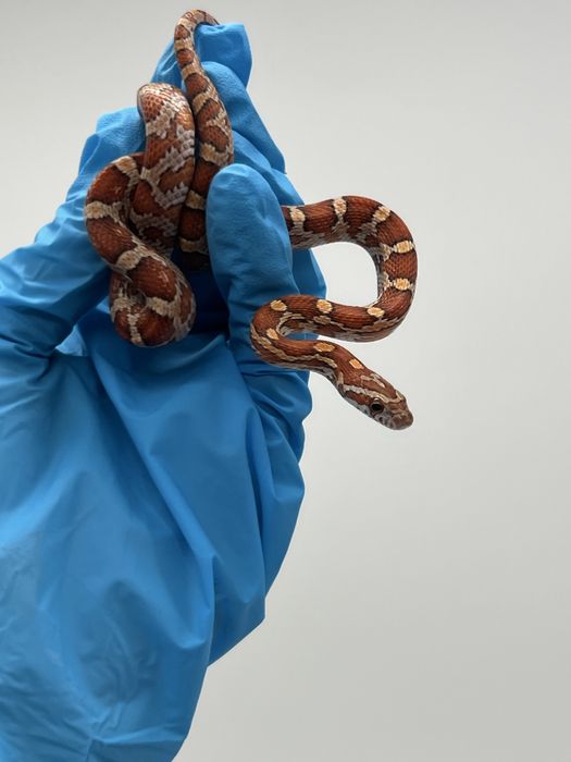 Wąż zbożowy węże zbożowe wyprawka transport