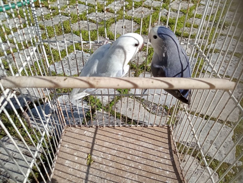 Casais de roseicollis