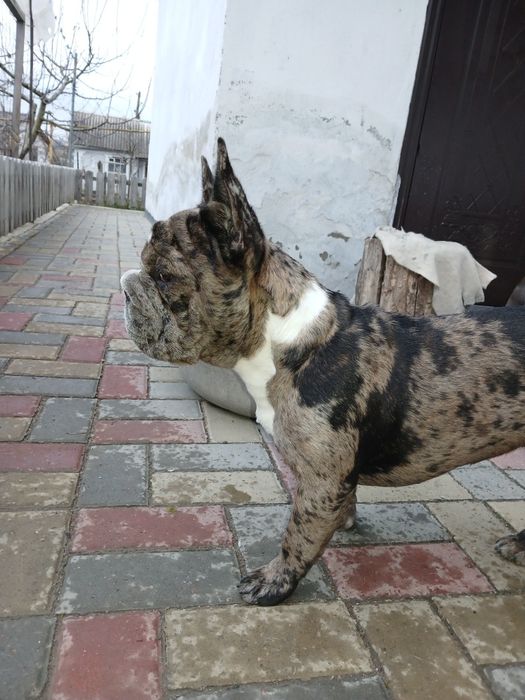 Гарнюня дівчинка французький