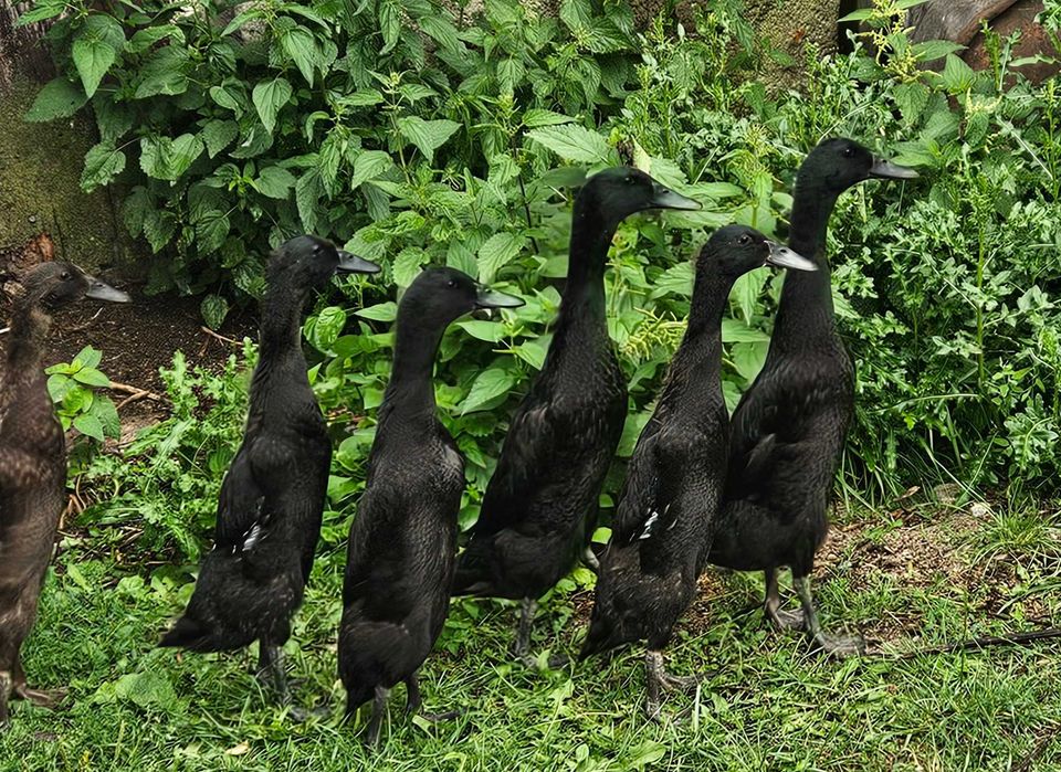 Biegus Indyjski! Kaczorek lub młodzież