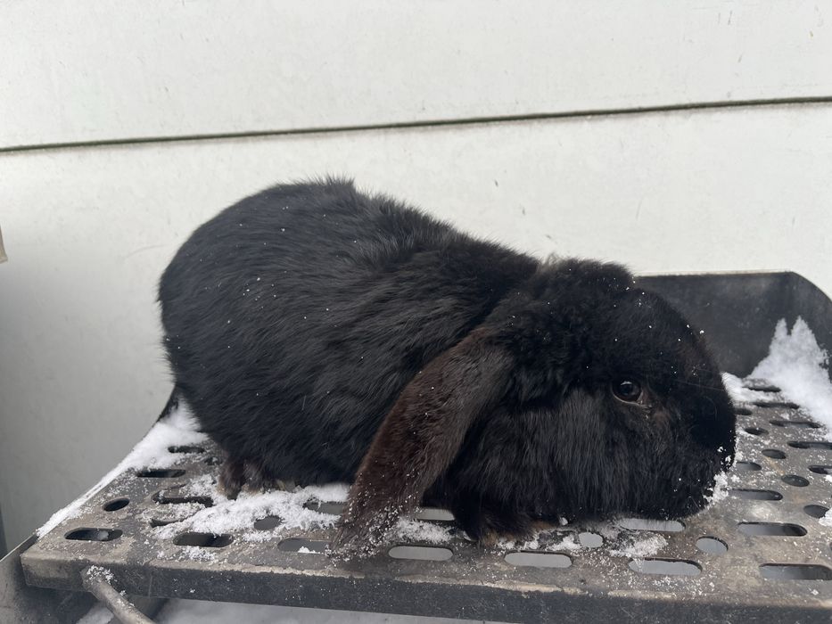 Samiec baran francuski WYMIANA krolik króliki barany