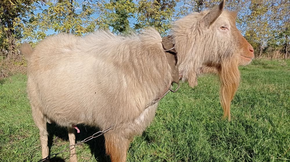 Продам зааненского козла.