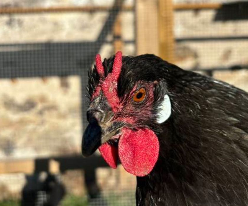 Koguty la’Fleche, Wayendotte,