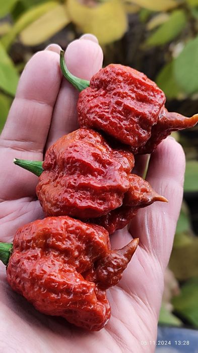 Carolina Reaper-надгострий перець 3 шт.