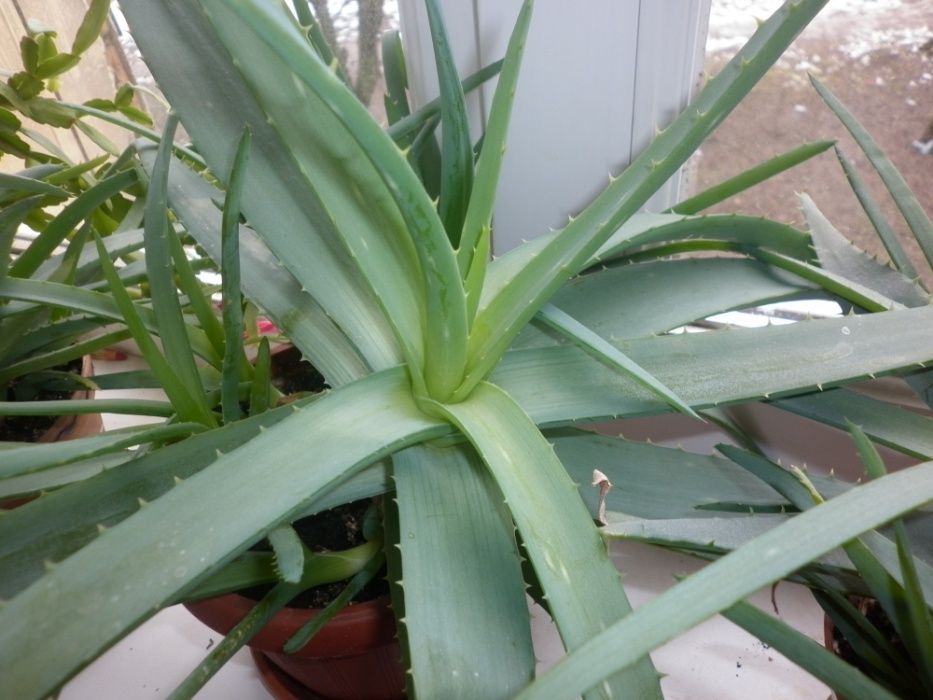 цветок алоэ древовидный