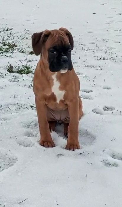 Suczka bokser szczeniak gotowy do odbioru