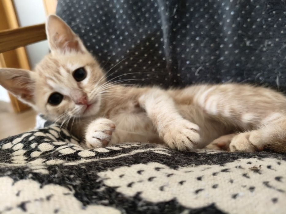 Gatinha para adoção