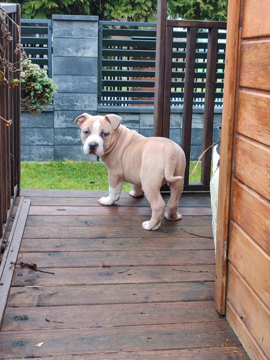Szczeniak rasy American Staffordshire Terrier
