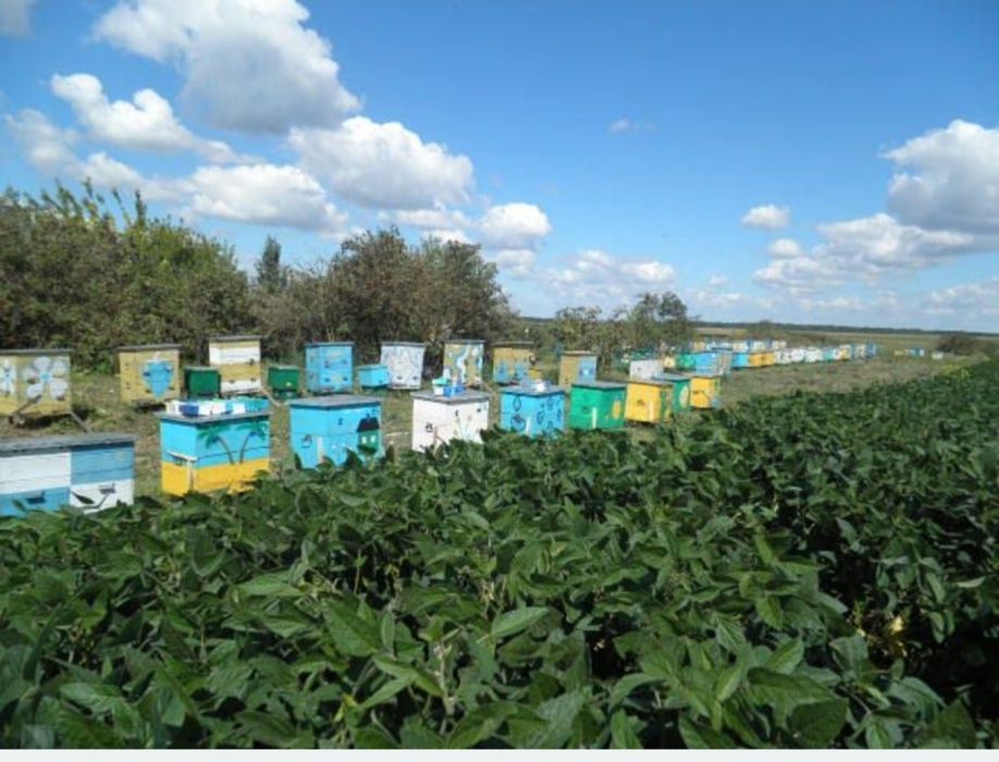 Екстракти пасіки