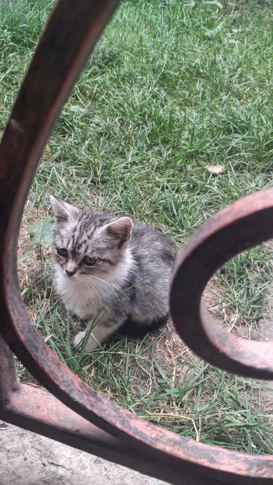 віддам маленьке кошеня