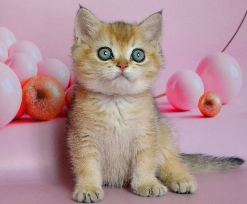 Британська золота шиншила