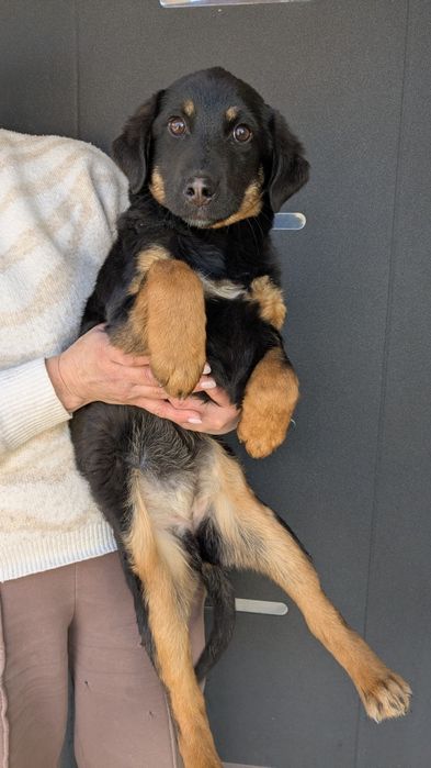 Девочка 3 месяца метис