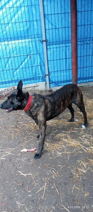 Ramzes czeka na najlepszy dom