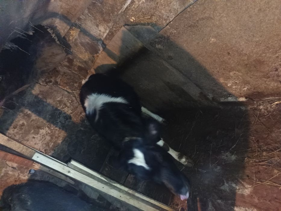 Продам телку 10 месец