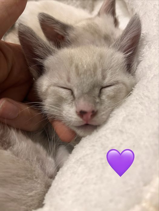 4 gatinhos disponíveis para adoção responsável.