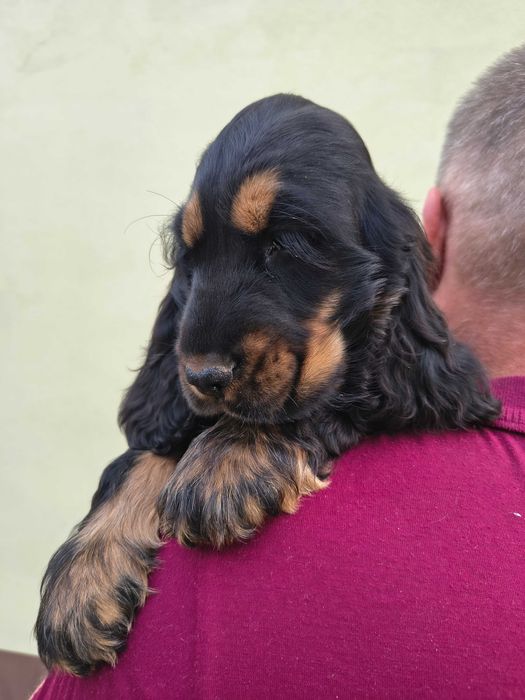 cocker spaniel angielski suczka