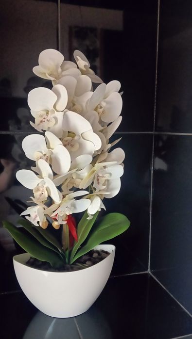 Storczyk biały kwiat