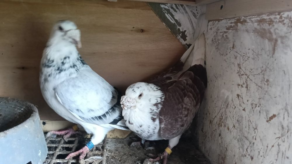 Gołębie staropolskie staropolski Gołąb