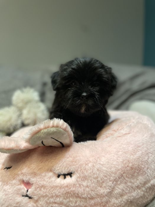 Alma- śliczna dziewczynka