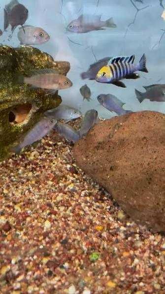 Casal - Cynotilapia Cobué / Ciclídeo Malawi