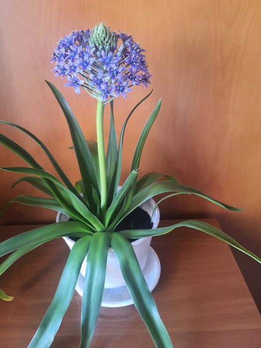 Planta de bolbo  cor violeta