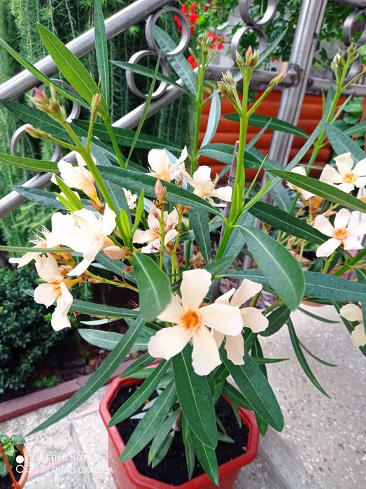 Олеандр               .