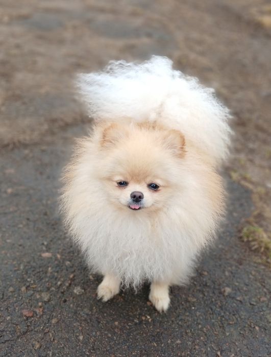 Померанський шпіц дівчинка