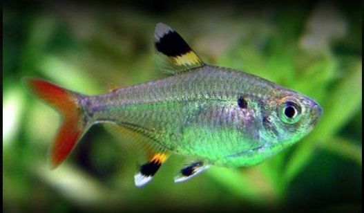 Tetra pristela " peixes de cardume"