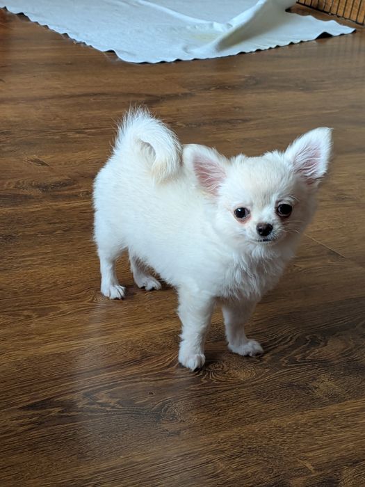 Chihuahua Sunia FCI