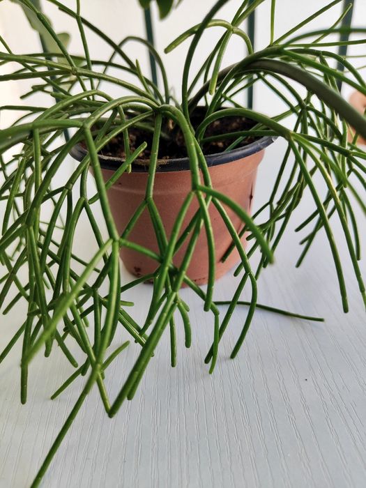 Rhipsalis baccifera // planta interior