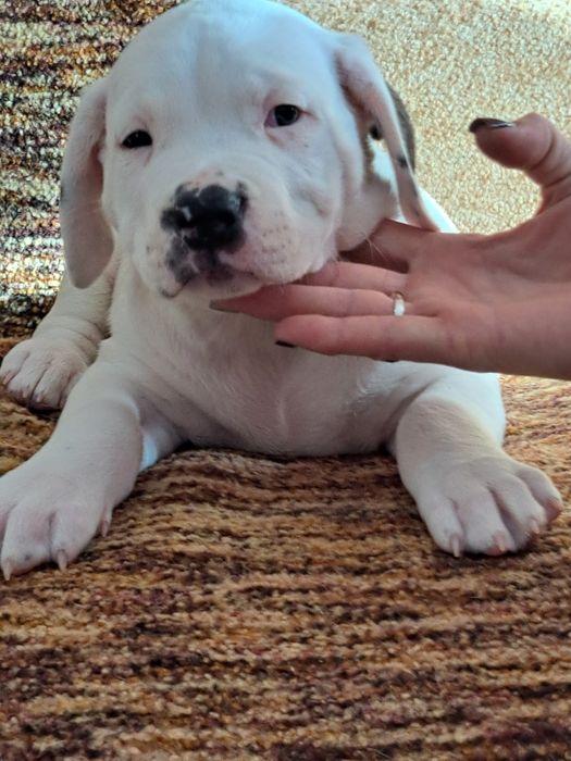 Щенки ,,Аргентинский дог,,