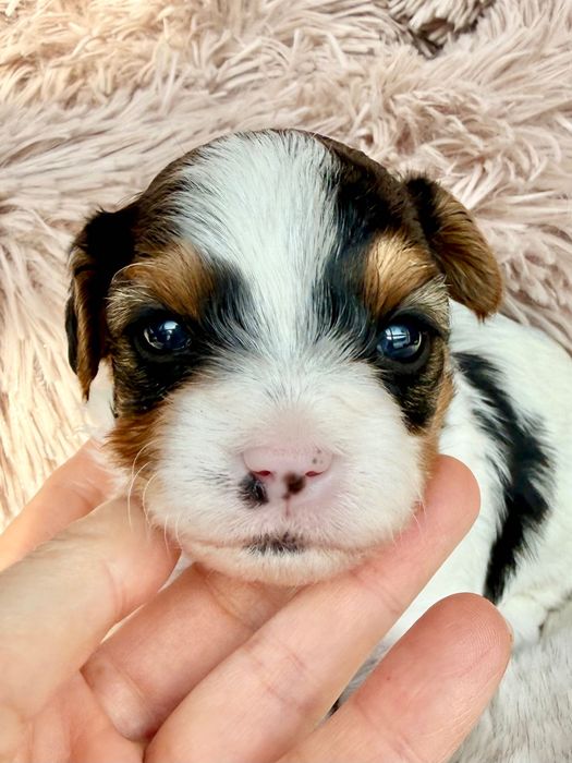 RAFAELLO York Biewer,pełny rodowód PFK, przegląd u sędzi DO Rezerwacji