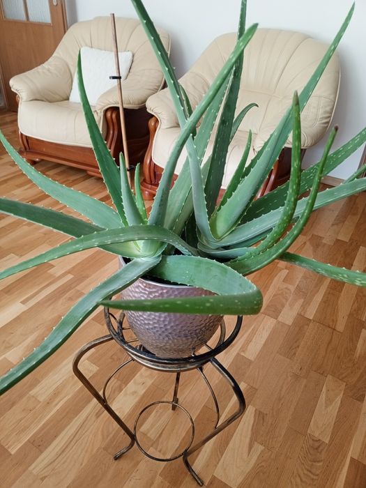 Monstera dziurawa oraz aloes aloe vera
Roślina
