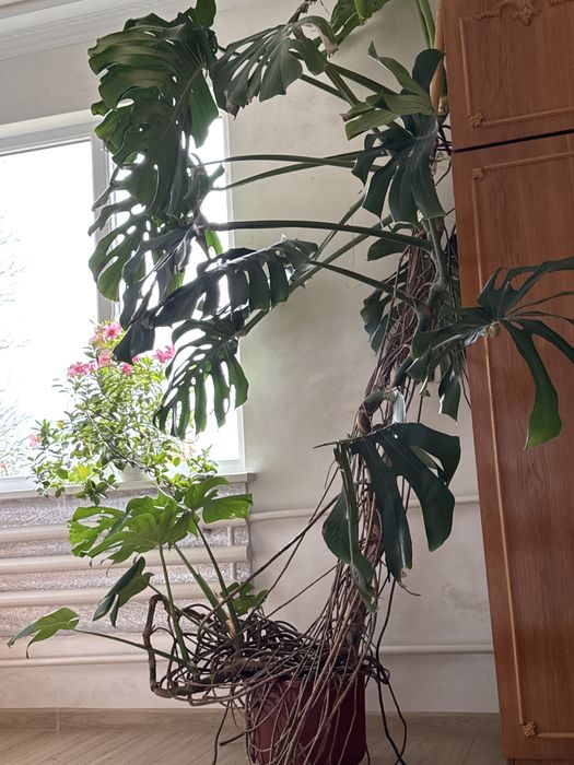 Монстера вазон. Дітка з дорослого вазону